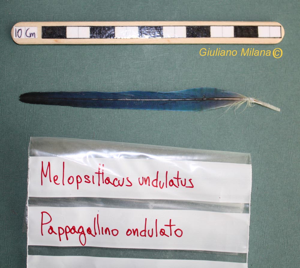 Penne: Pappagallino ondulato